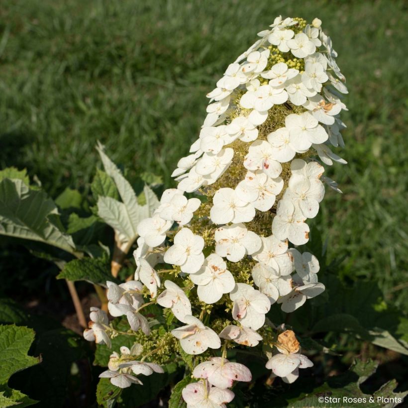Hydrangea quercifolia Yeti - Eikenbladhortensia (Bloei)