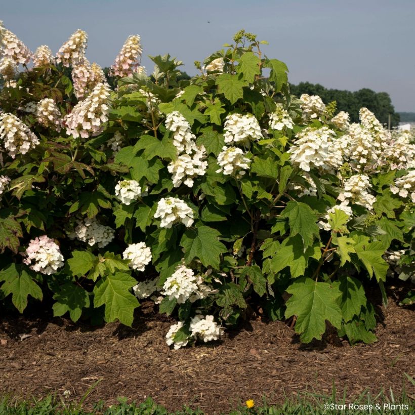 Hydrangea quercifolia Yeti - Eikenbladhortensia (Groeiplaats)