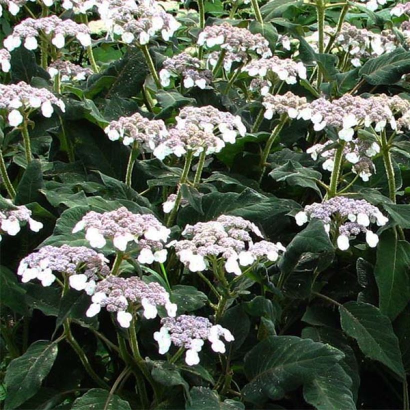 Hydrangea aspera Sargentiana - Fluweelhortensia (Flowering)