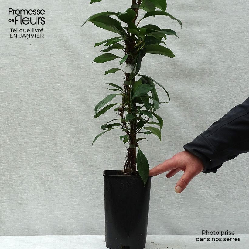 Example of Hortensia grimpant - Hydrangea seemanii Pot van 6 l/7 l as you get in hiver