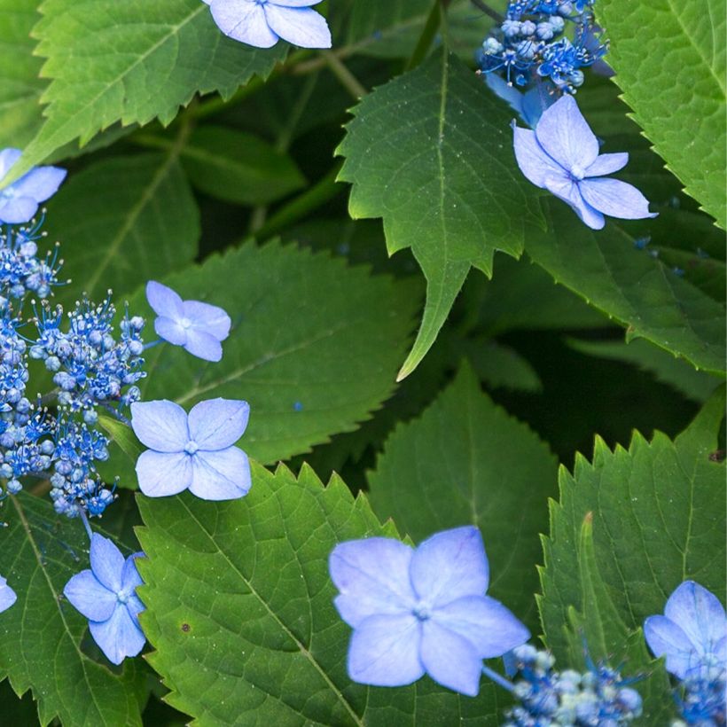 Hydrangea serrata MAGIC SEDUCTION Annie's Blue - Berghortensia (Foliage)
