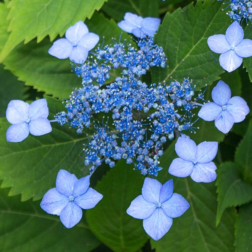 Hydrangea serrata MAGIC SEDUCTION Annie's Blue - Berghortensia (Flowering)