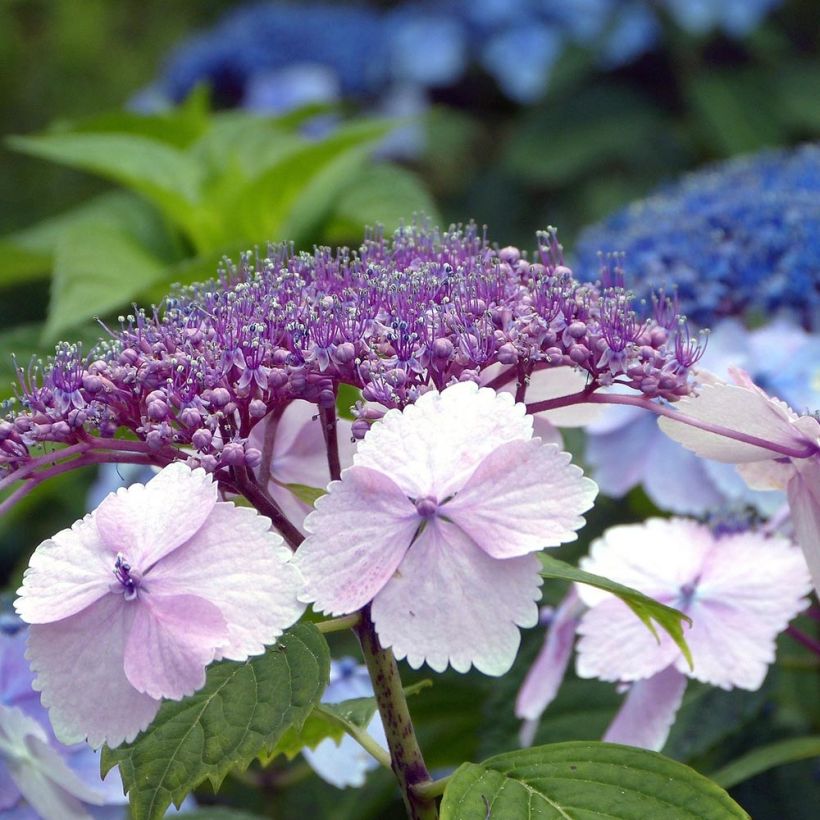 Hydrangea serrata Klaveren - Berghortensia (Flowering)