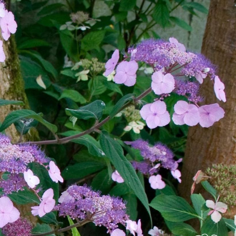 Hydrangea serrata Oamacha - Berghortensia (Flowering)