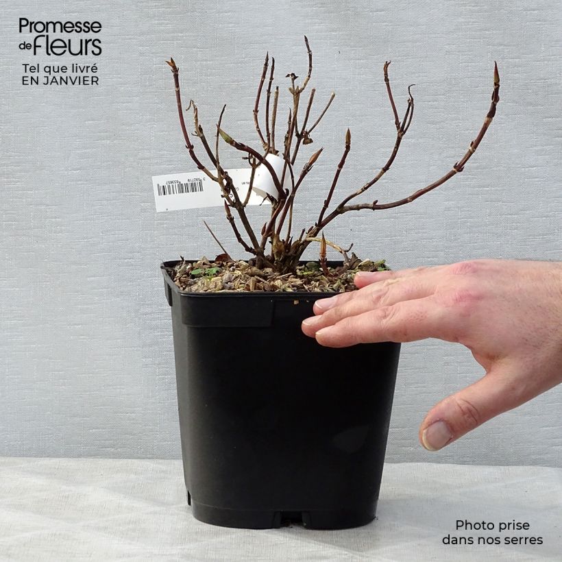 Example of Hortensia - Hydrangea serrata Tiara Pot van 2 l/3 l as you get in hiver