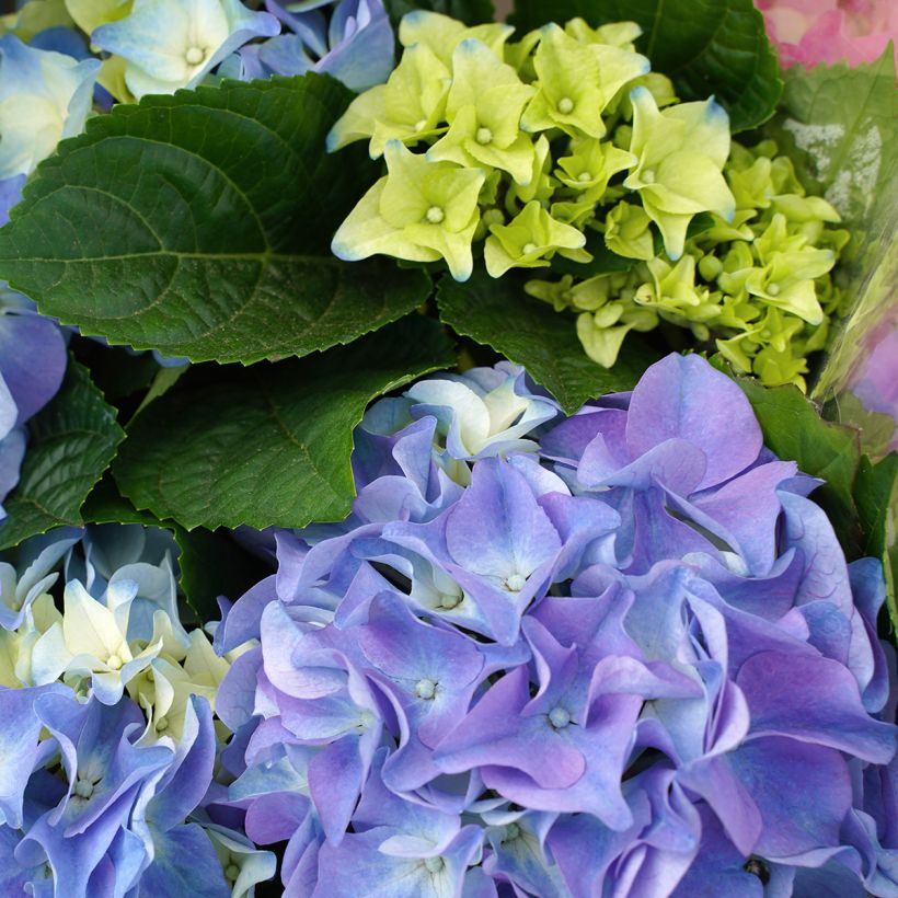 Hydrangea macrophylla Early Blue - Boerenhortensia (Bloei)