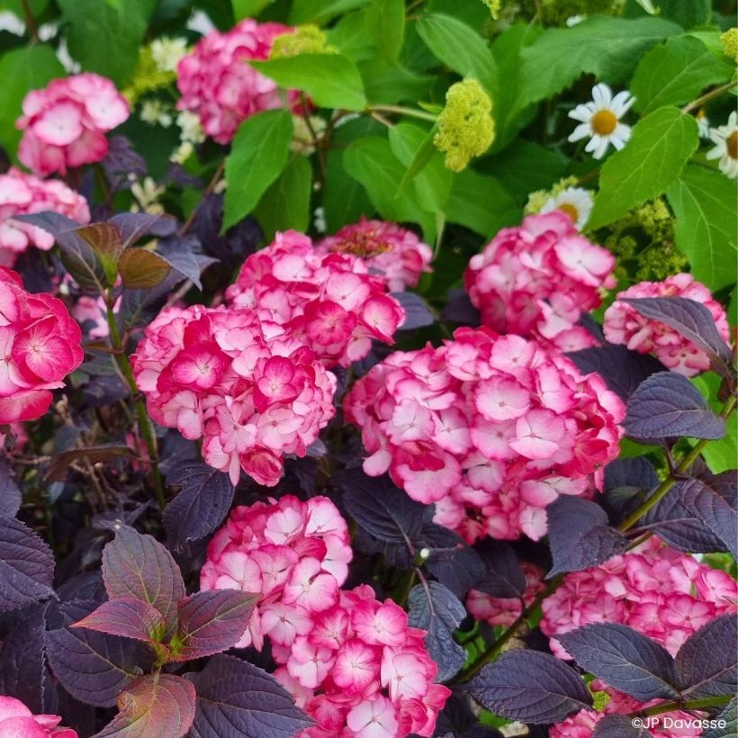 Hydrangea Black Velvet Darbi - Bolhortensia (Groeiplaats)