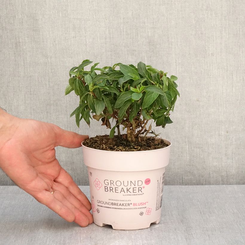 Exemplaar van Hydrangea paniculata Groundbreaker Blush - Dwergpluimhortensia Pot van 1 l/1,5 l zoals geleverd in de herfst