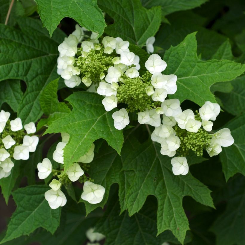 Hydrangea quercifolia - Eikenbladhortensia (Foliage)