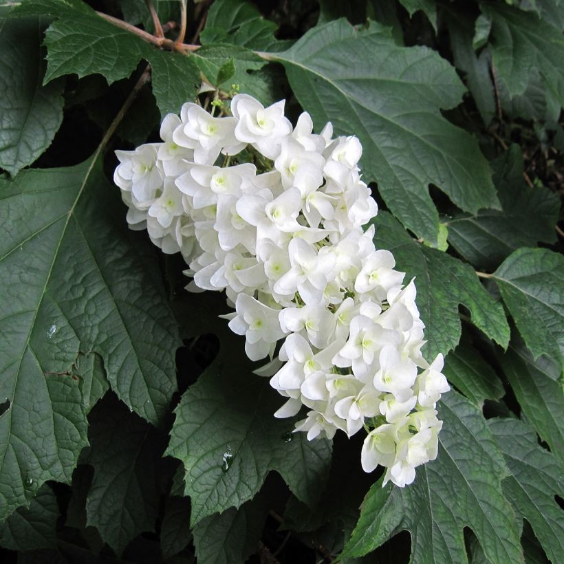Hydrangea quercifolia - Eikenbladhortensia (Flowering)