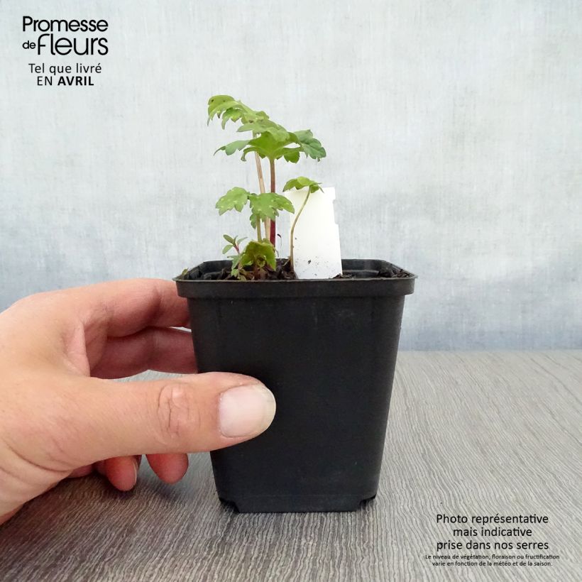 Exemplaar van Hydrophyllum canadense - Canadees waterblad Kweekpotje van 8/9 cm zoals geleverd in de lente