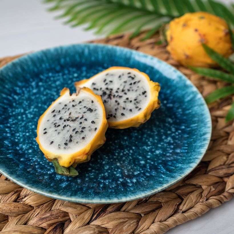 Gele pitahaya - Selenicereus megalanthus (Oogst)