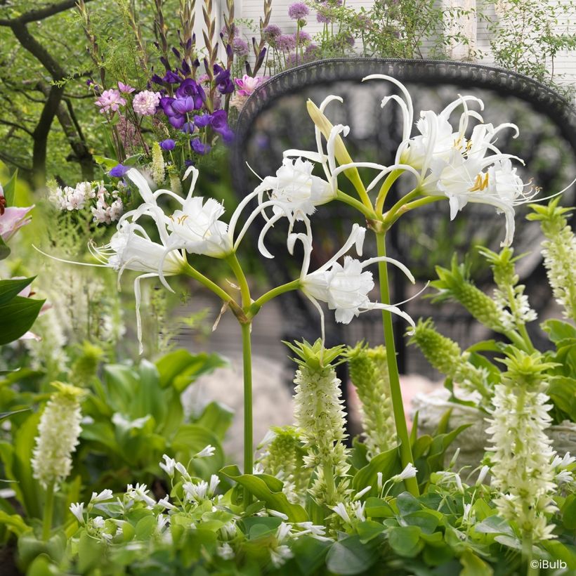 Ismene festalis Zwanenburg - Spinnenlelie (Groeiplaats)