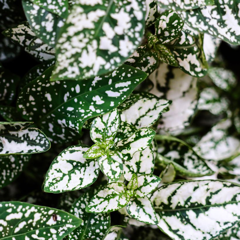 Hypoestes phyllostachya Wit - Sproetenplant (Blad)