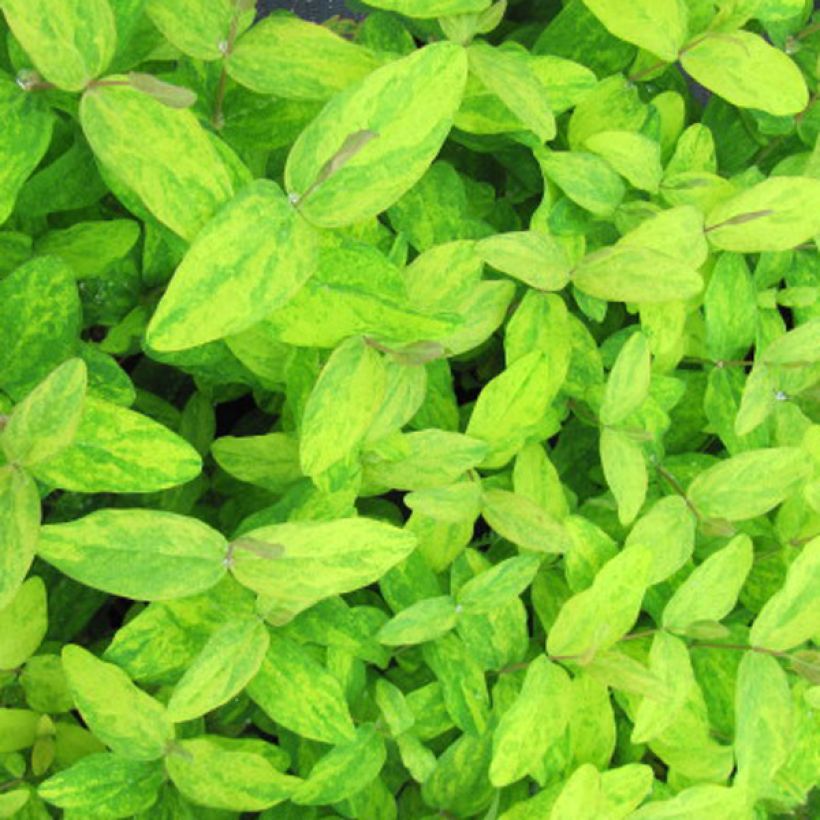 Hypericum Golden Beacon - Hertshooi (Foliage)