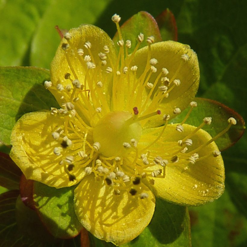 Hypericum Golden Beacon - Hertshooi (Flowering)
