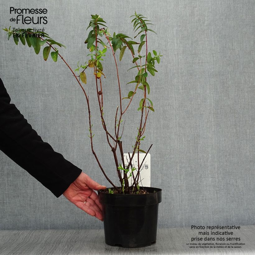 Example of Hypericum Hidcote - Hertshooi Pot van 2 l/3 l as you get in hiver