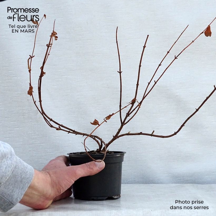 Exemplaar van Hypericum Hidcote - Hertshooi Kweekpotje van 8/9 cm zoals geleverd in de lente