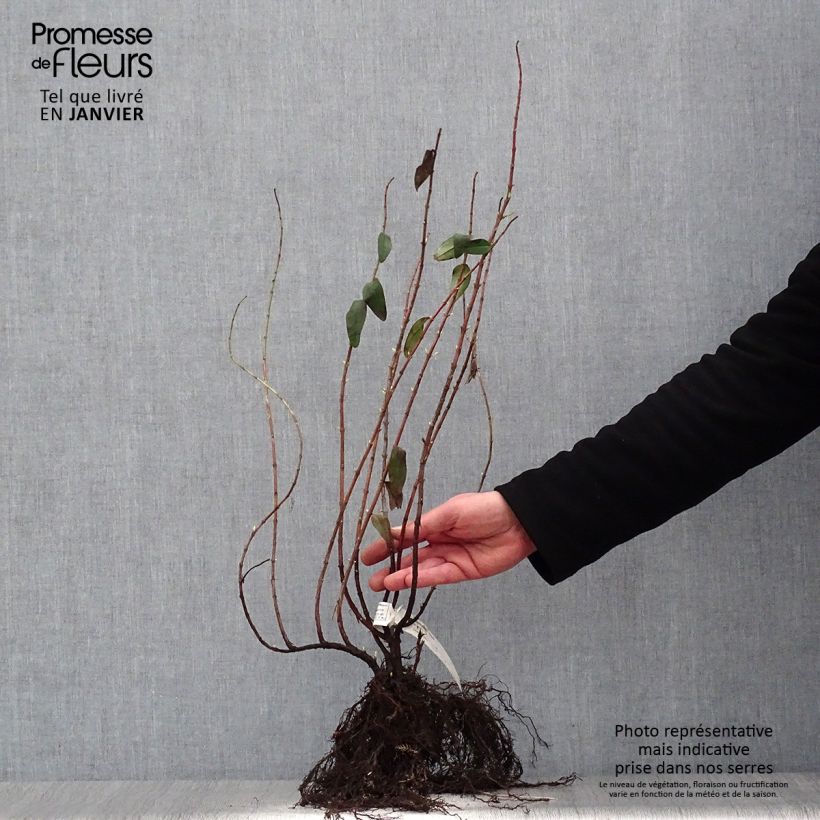 Example of Hypericum Hidcote - Hertshooi Naakte wortel as you get in hiver