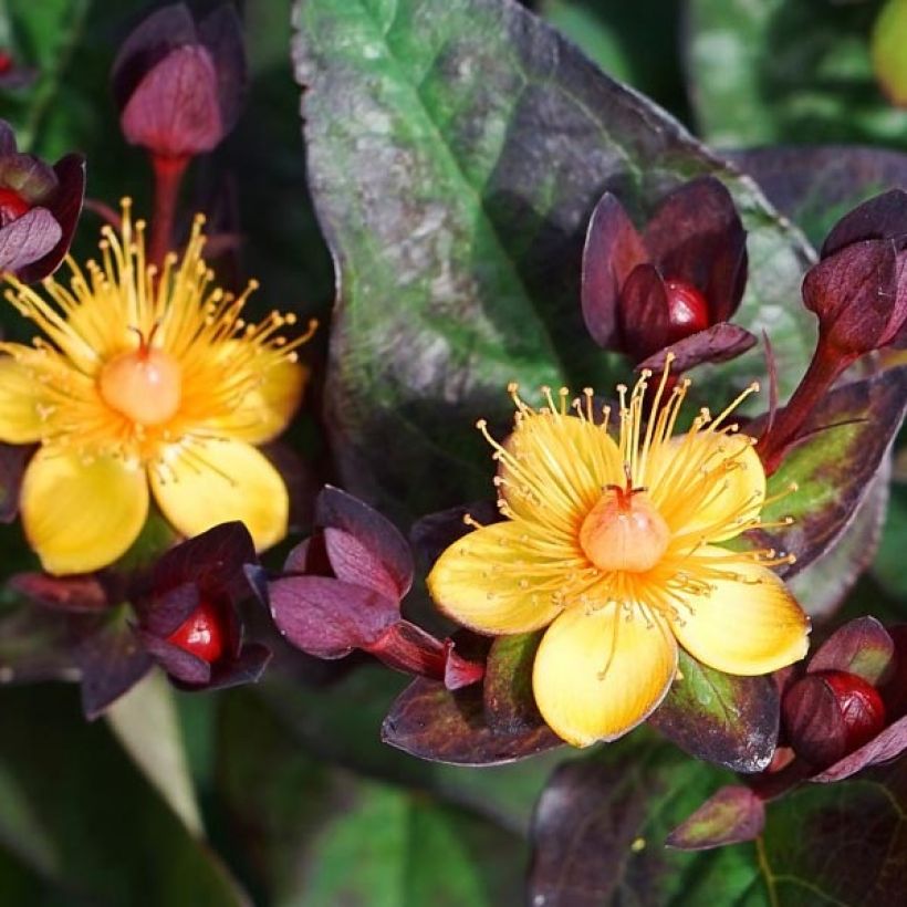 Hypericum Miracle Night - Hertshooi (Flowering)