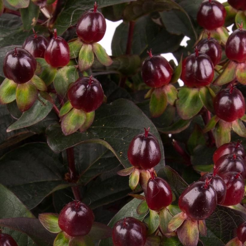 Hypericum Miracle Night - Hertshooi (Harvest)