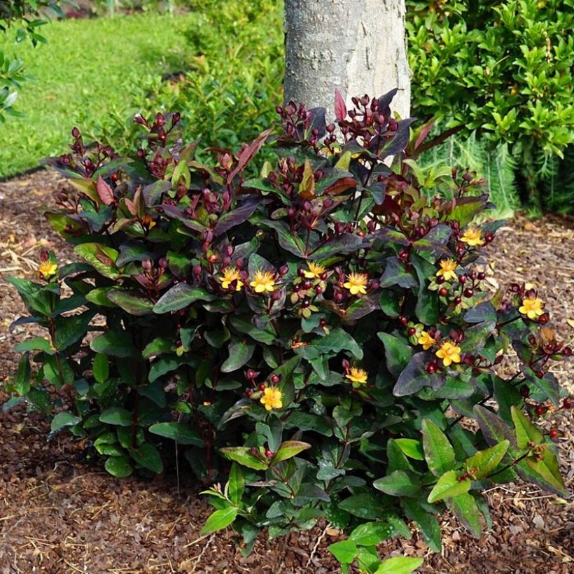 Hypericum Miracle Night - Hertshooi (Plant habit)