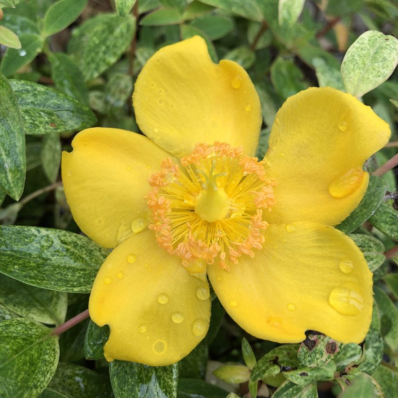 Hypericum Radiance - Hertshooi (Flowering)