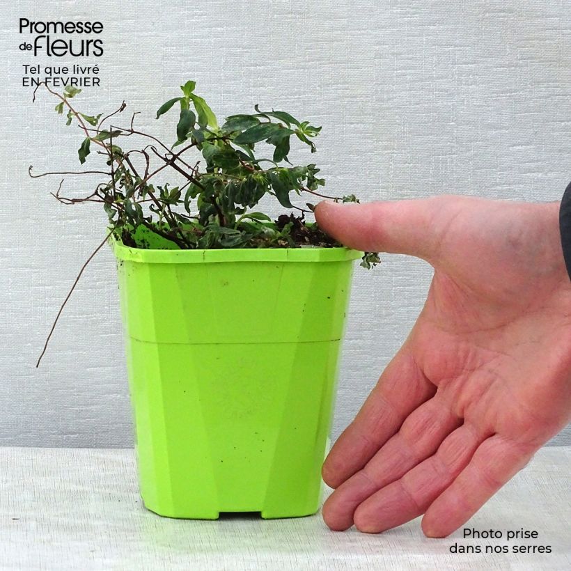 Example of Hypericum Radiance - Millepertuis hybride panaché Pot van 1 l/1,5 l as you get in hiver