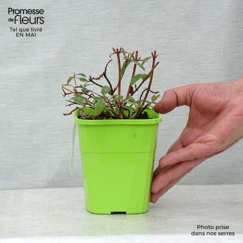 Exemplaar van Hypericum Radiance - Hertshooi Pot van 1 l/1,5 l zoals geleverd in de lente