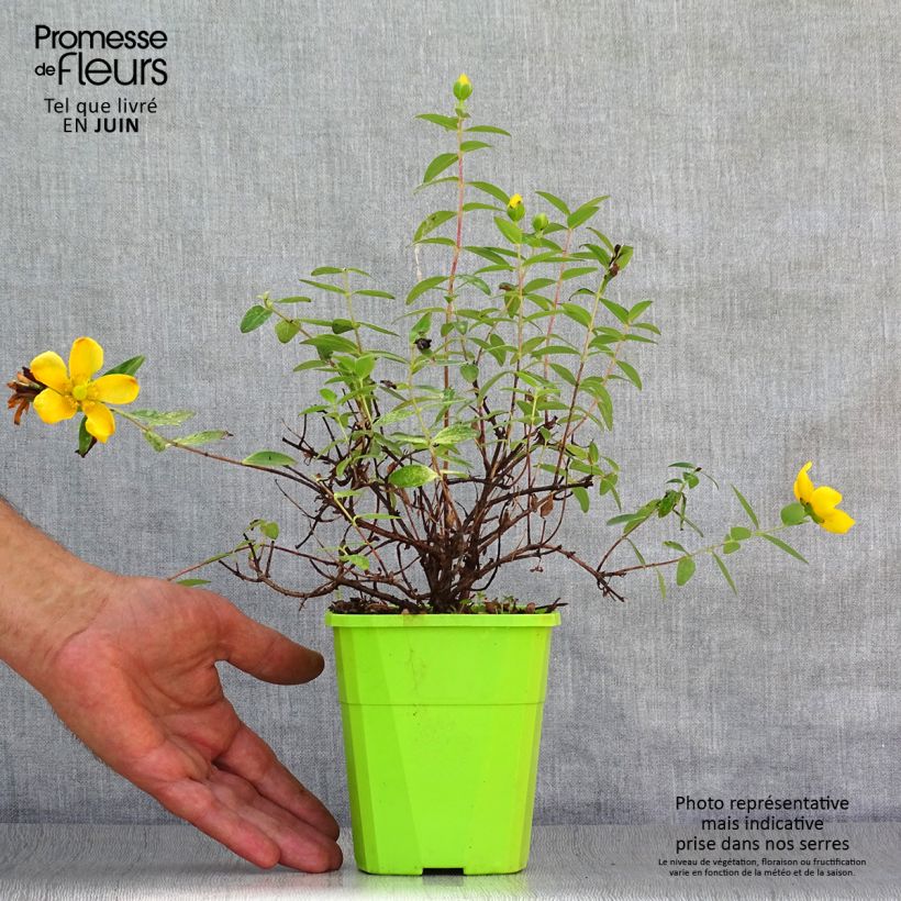 Exemplaar van Hypericum Radiance - Hertshooi Pot van 1 l/1,5 l zoals geleverd in de zomer