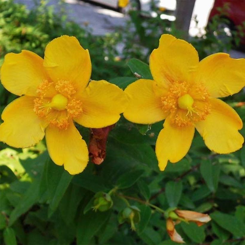 Hypericum Hidcote - Hertshooi (Bloei)