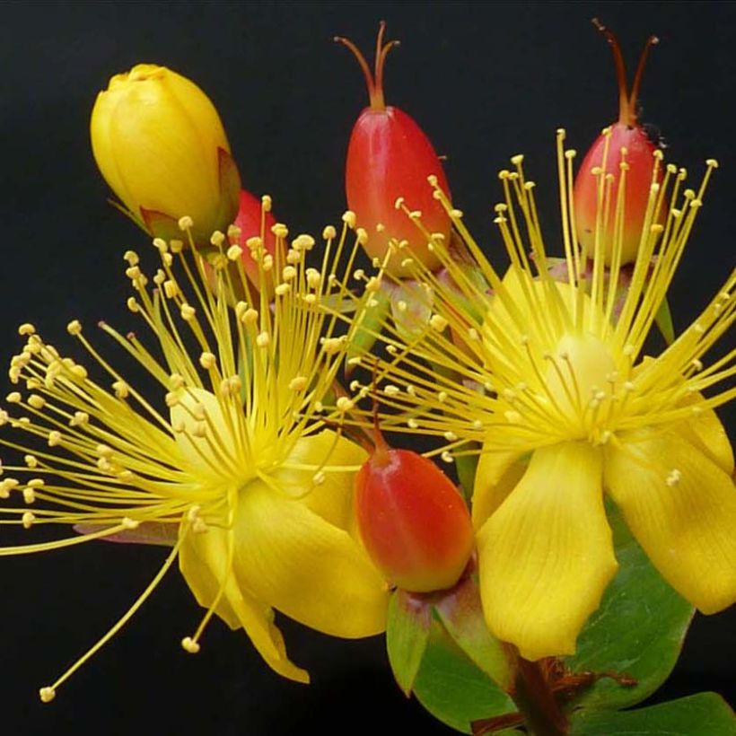 Hypericum inodorum Magical Red Flame - Hertshooi (Flowering)