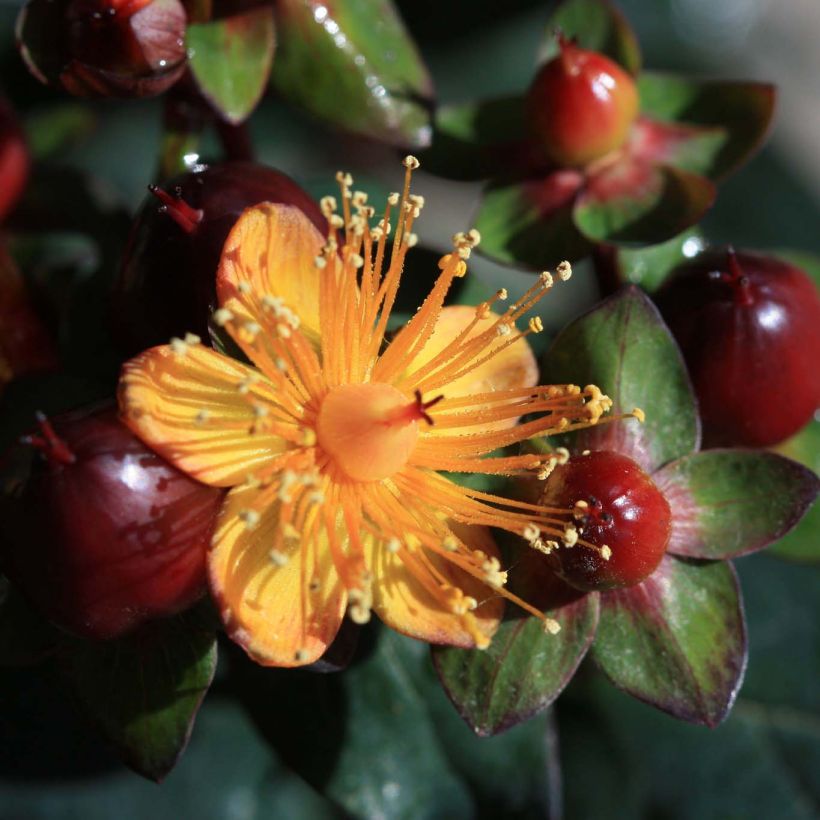 Hypericum inodorum Magical Universe - Hertshooi (Flowering)