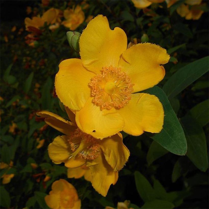 Hypericum moserianum - Hertshooi (Flowering)