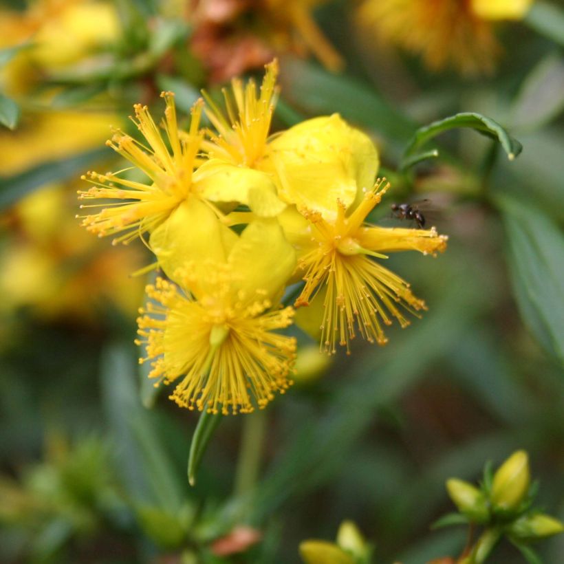 Hypericum densiflorum Buttercup - Hertshooi (Flowering)