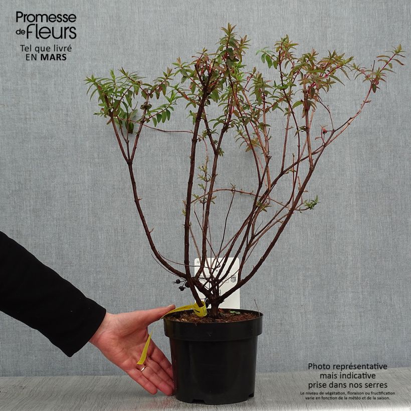 Example of Hypericum dummeri Peter Dummer - Millepertuis  Pot van 3 l/4 l as you get in hiver
