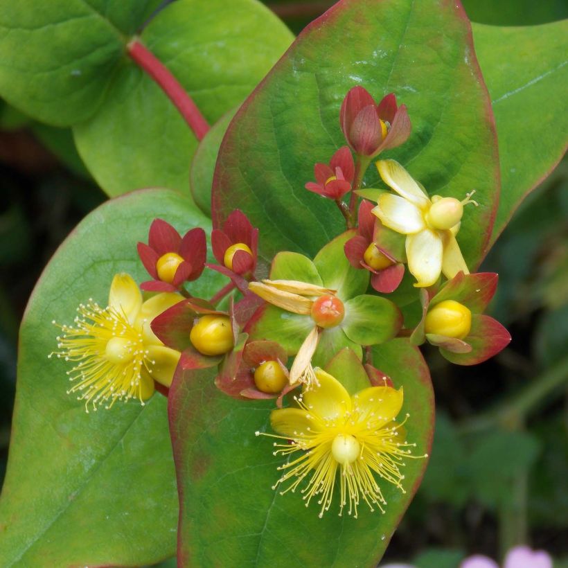 Hypericum Elstead - Hertshooi (Flowering)