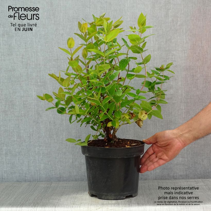 Exemplaar van Hypericum inodorum Magical Beauty - Hertshooi Pot van 3 l/4 l zoals geleverd in de lente