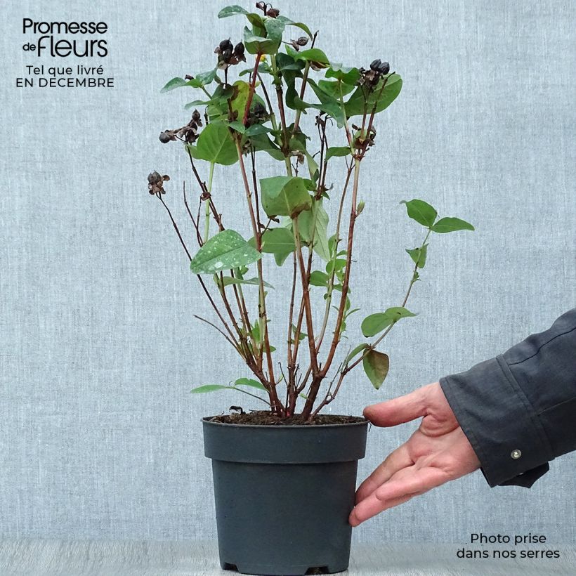 Example of Hypericum inodorum Magical Red Flame - Millepertuis Pot van 2 l/3 l as you get in hiver