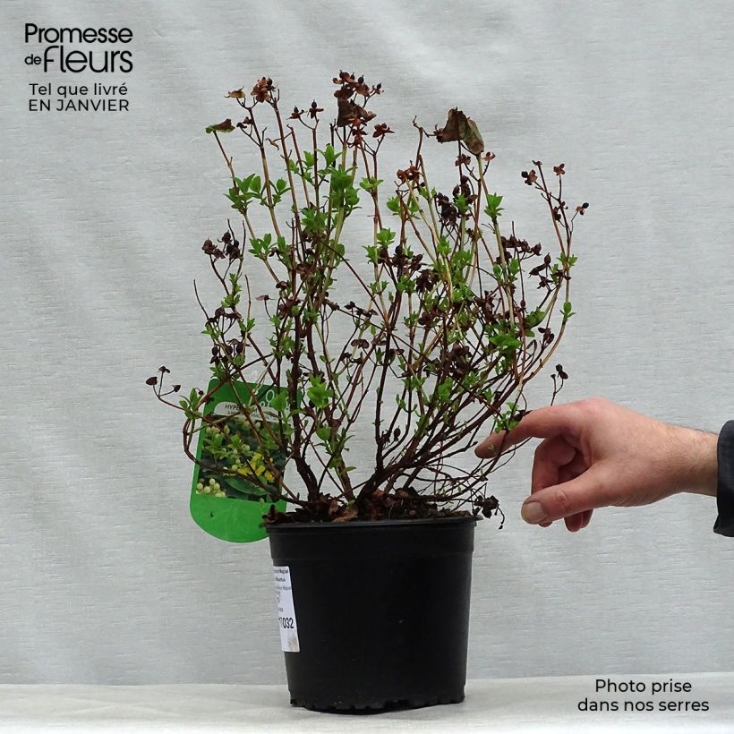 Example of Hypericum inodorum Magical Sunshine - Millepertuis  Pot van 2 l/3 l as you get in hiver