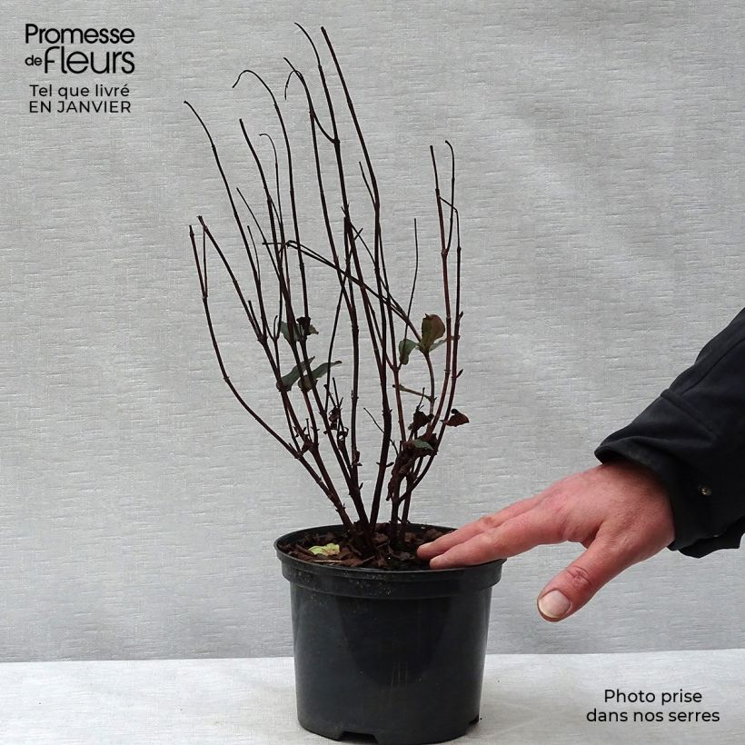 Example of Hypericum inodorum Magical Universe - Hertshooi Pot van 4 l/5 l as you get in hiver