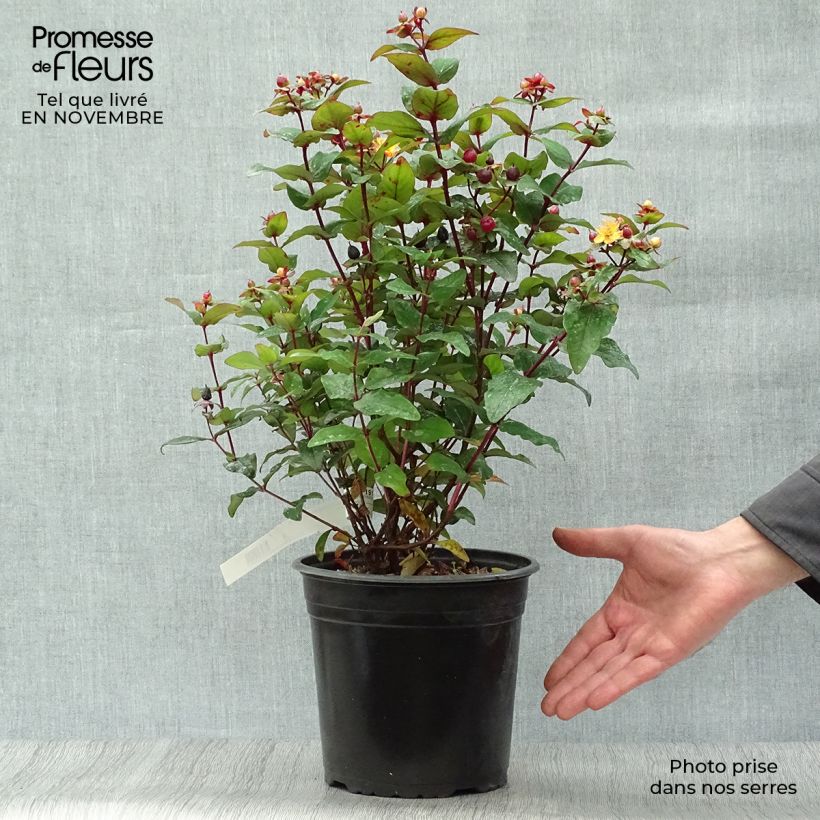 Exemplaar van Hypericum inodorum Magical Universe - Hertshooi Pot van 4 l/5 l zoals geleverd in de herfst