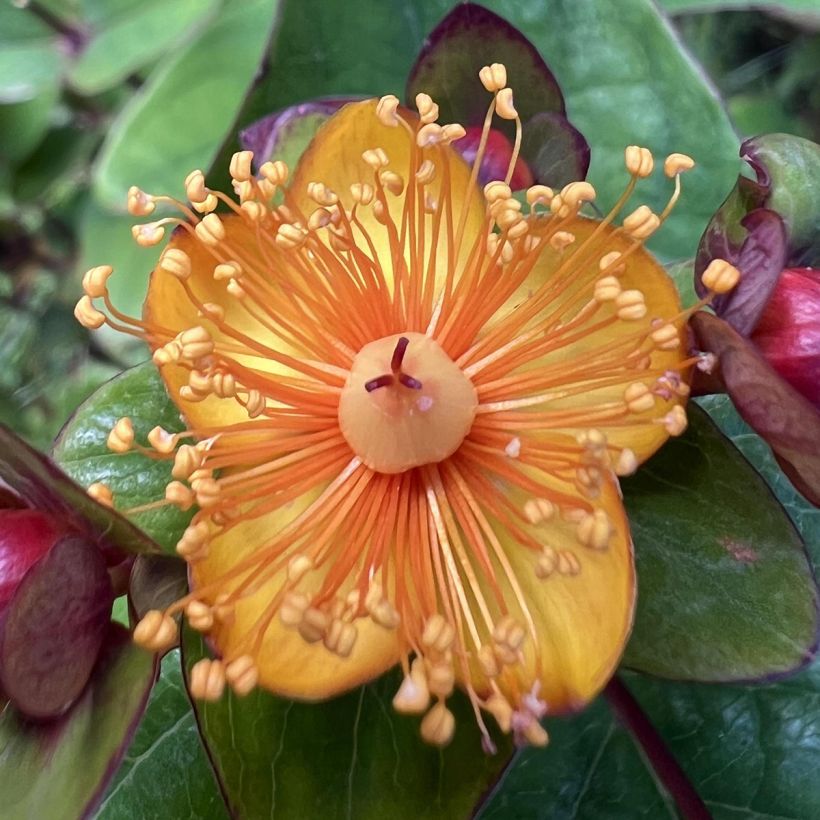 Hypericum inodorum Magical Universe - Hertshooi (Bloei)