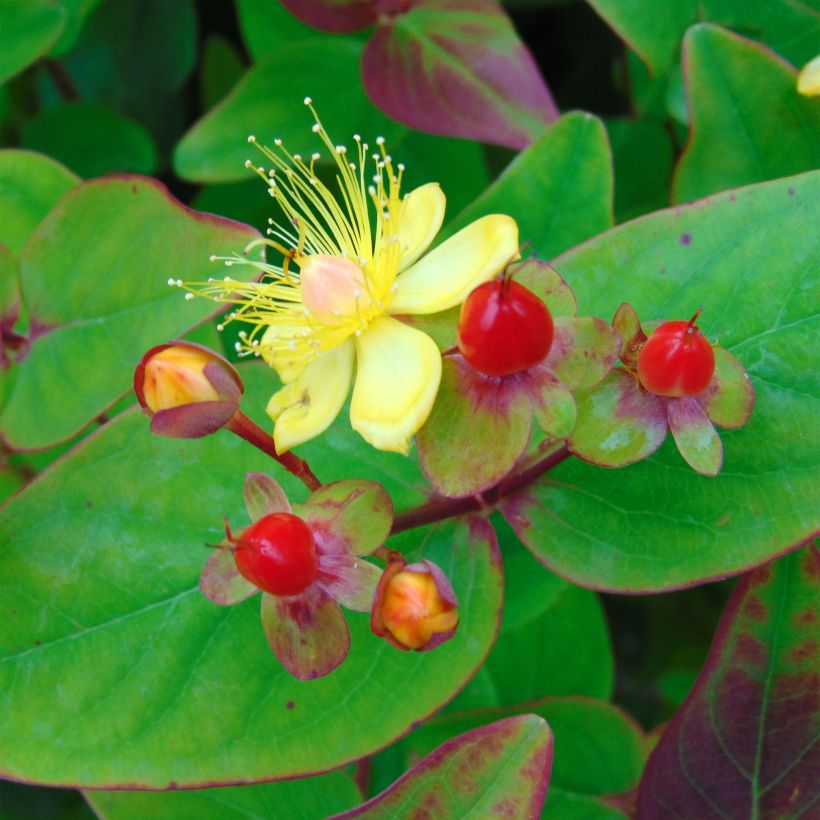 Hypericum inodorum Rheingold - Hertshooi (Flowering)