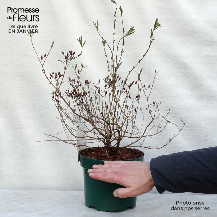 Example of Hypericum kalmianum Blue Velvet - Millepertuis Pot van 2 l/3 l as you get in hiver