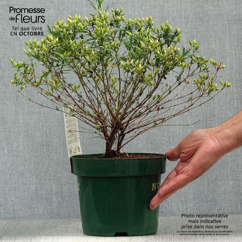 Exemplaar van Hypericum kalmianum Blue Velvet - Kalm's hertshooi Pot van 2 l/3 l zoals geleverd in de herfst