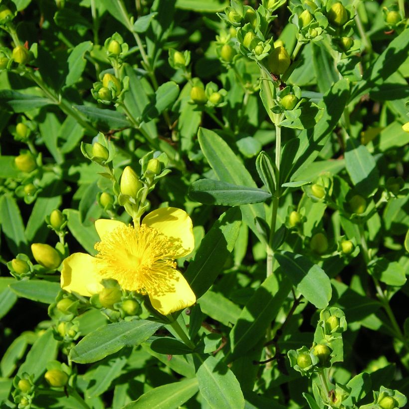 Hypericum kalmianum Gemo - Kalm's hertshooi (Foliage)