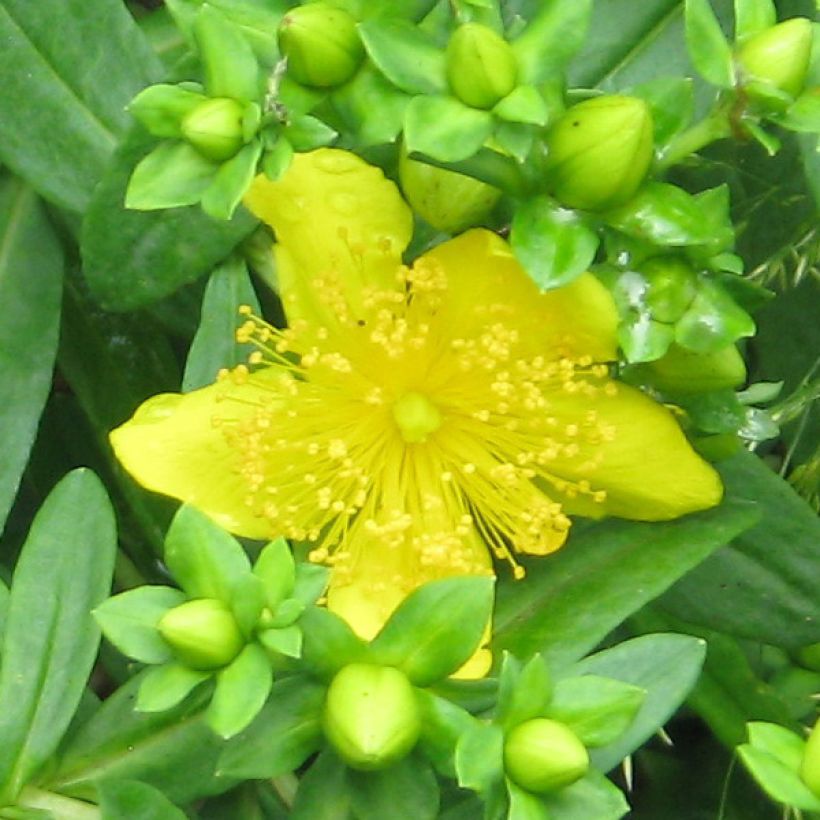 Hypericum kalmianum Gemo - Kalm's hertshooi (Flowering)