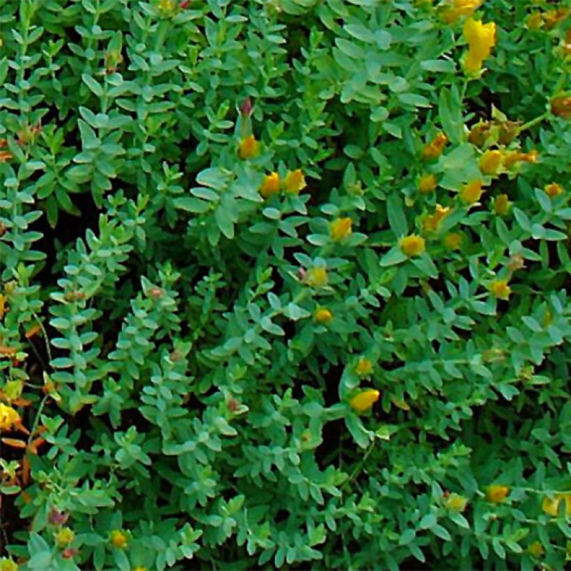 Hypericum olympicum - Olympia-hertshooi (Foliage)