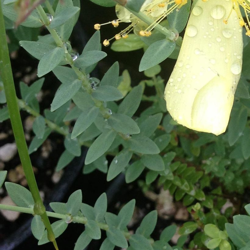 Hypericum olympicum Citrinum - Olympia-hertshooi (Foliage)